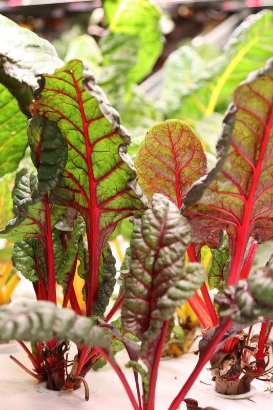 Swiss Chard