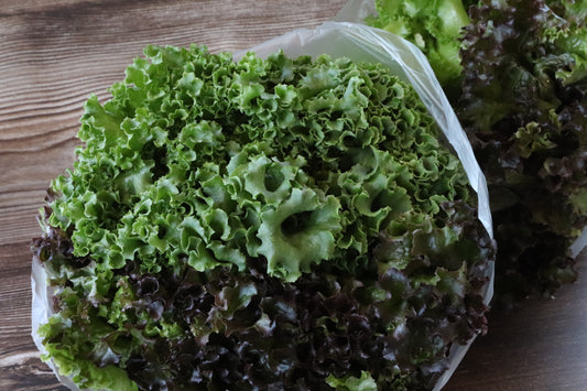 Living Lettuce Trio (Clamshell)