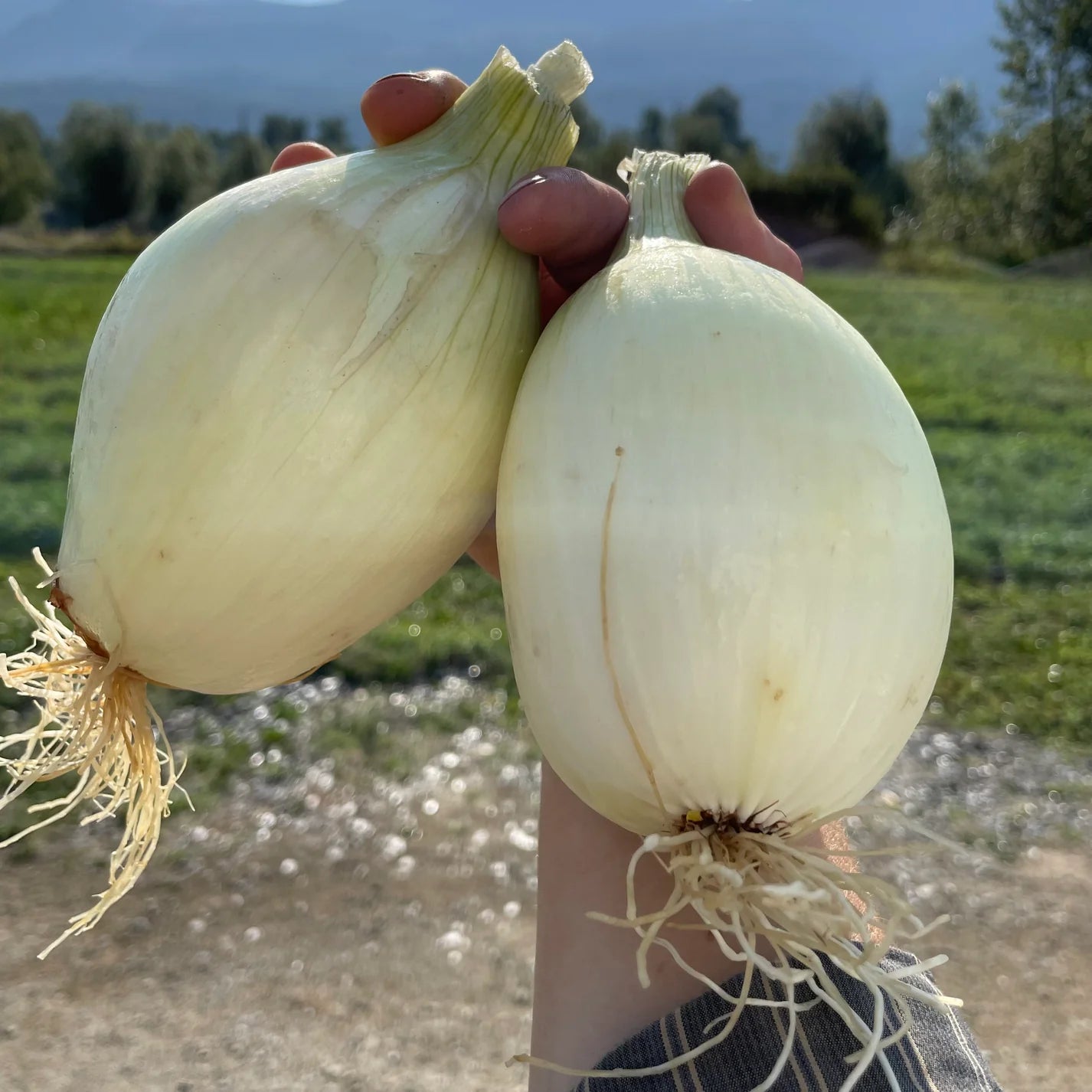 Sweet Onion